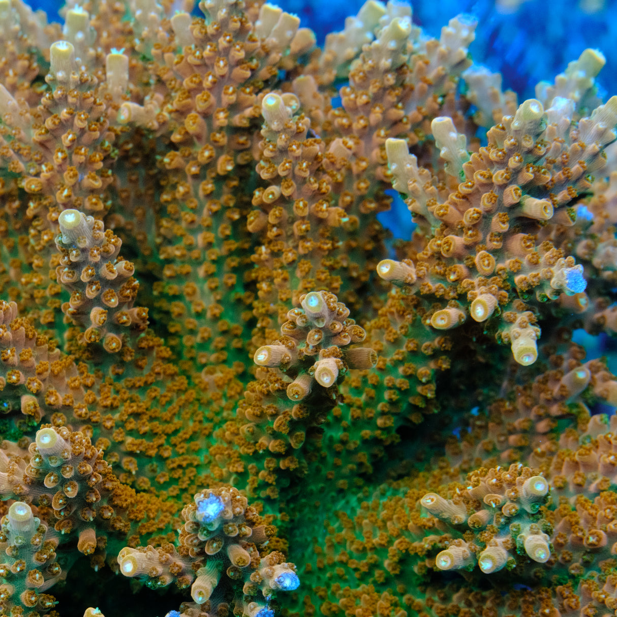 TGC Orange Creamsicle Acropora