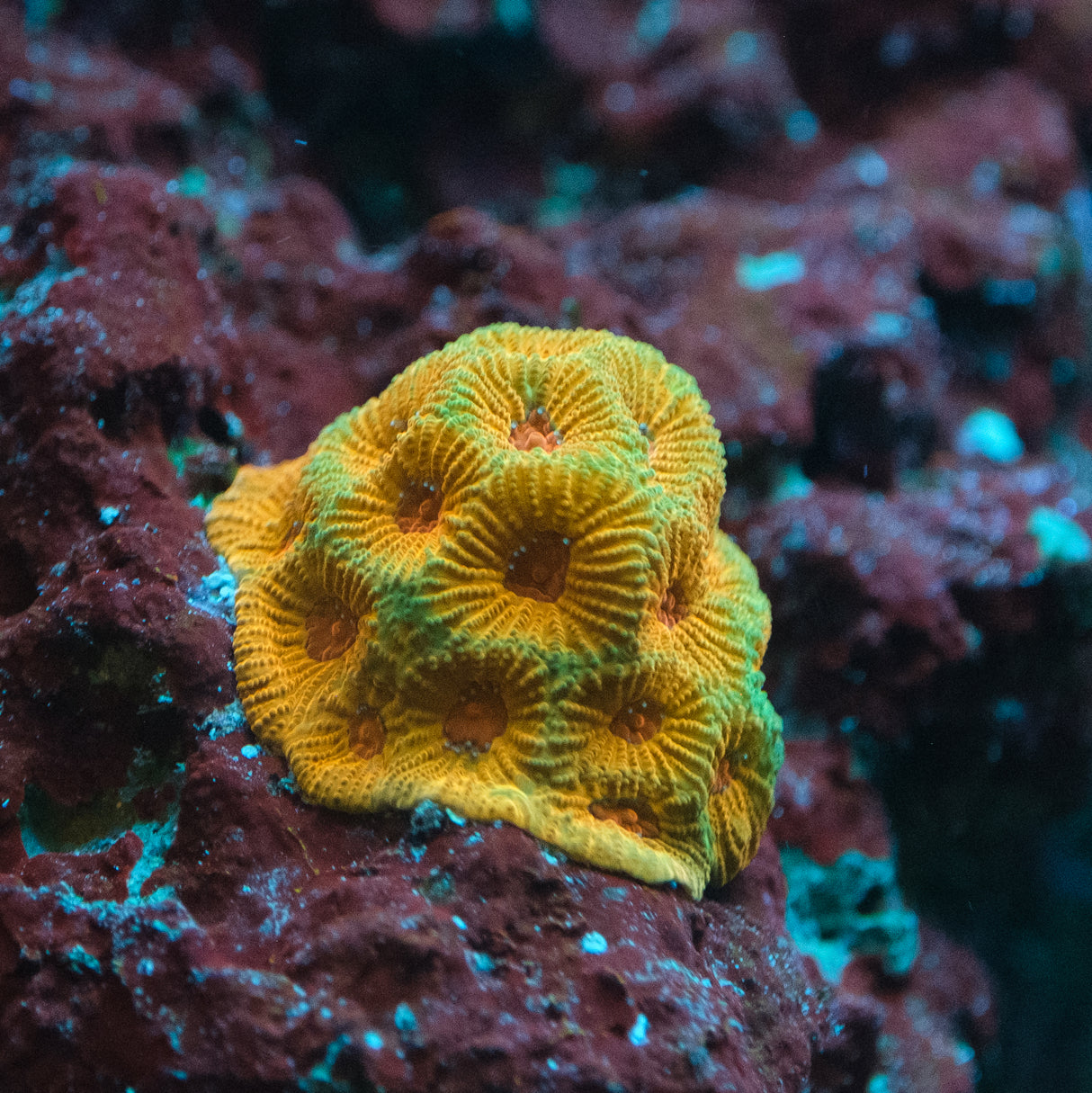 TG Fascination Favia