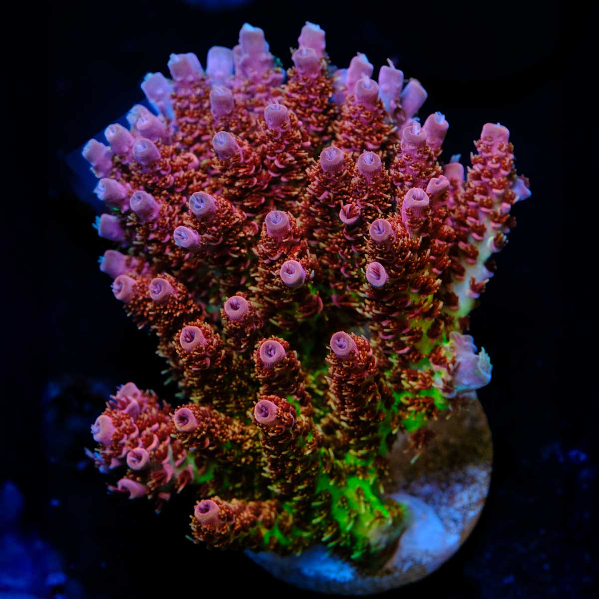 TSA Four Loko Acropora WYSIWYG *Mini-Colony*- M4