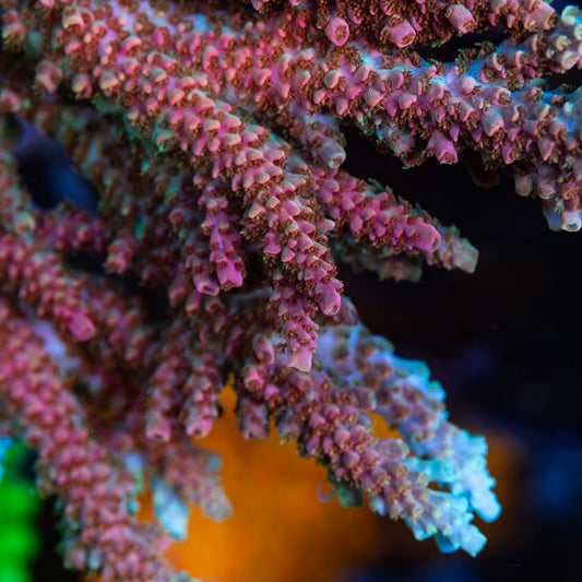 TSA Bill Murray Acropora