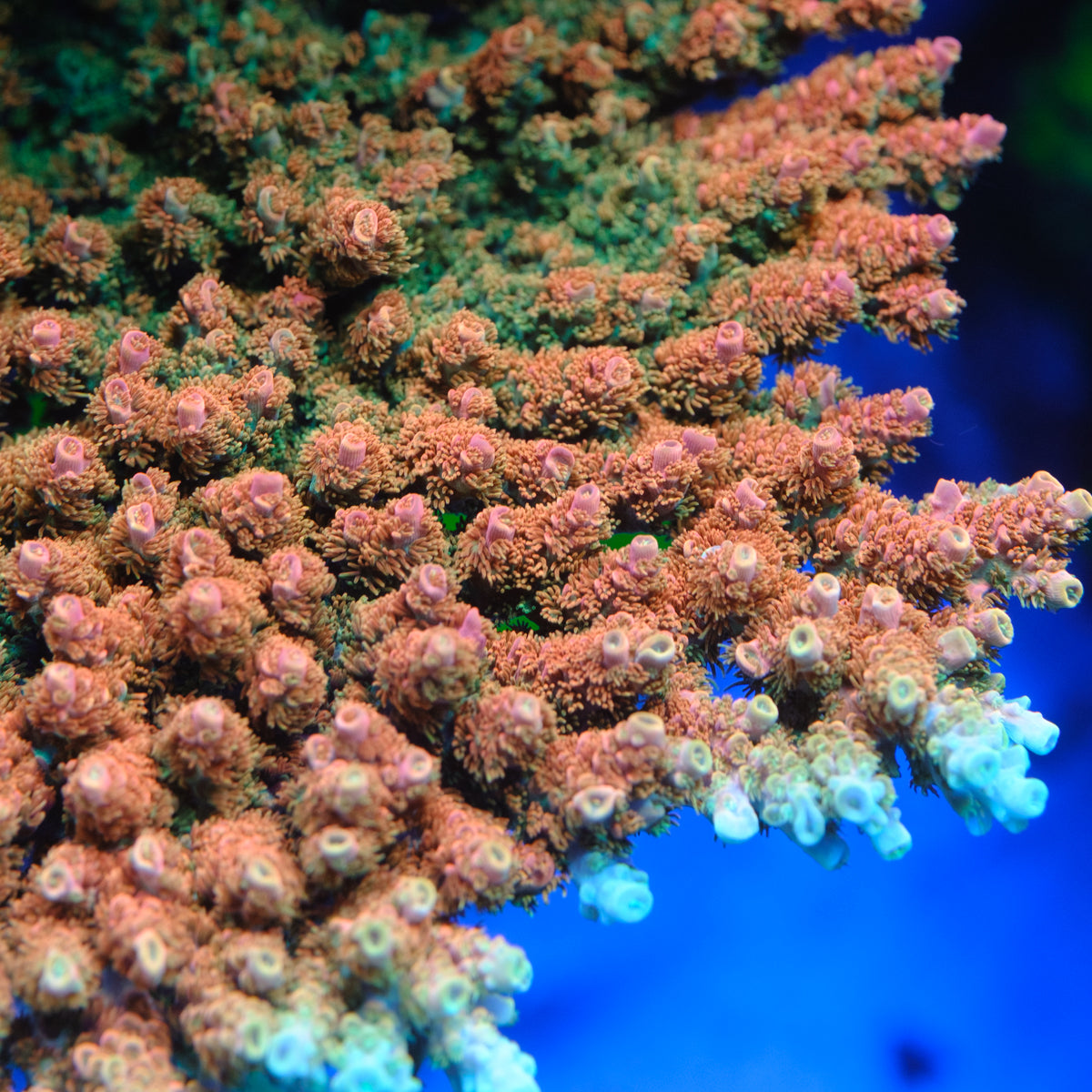 TSA Bill Murray Acropora