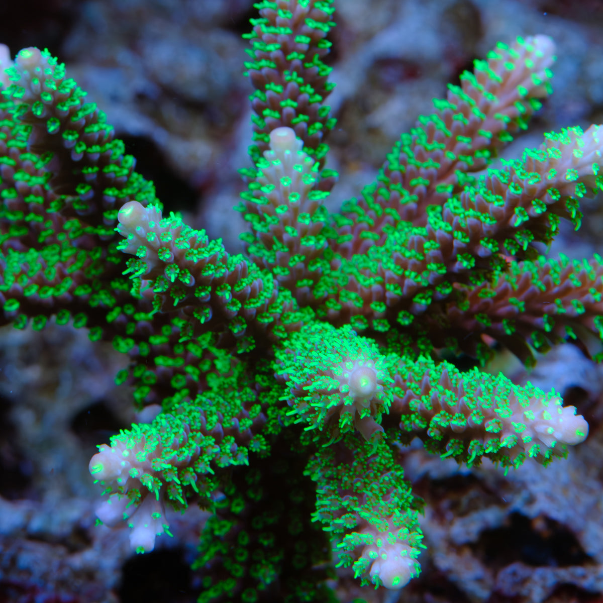 TSA Candlelight Stag Acropora