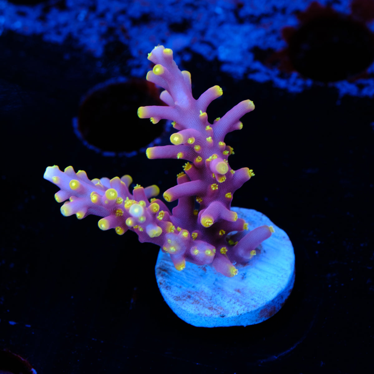 TSA Fire Dragon Acropora WYSIWYG - R2