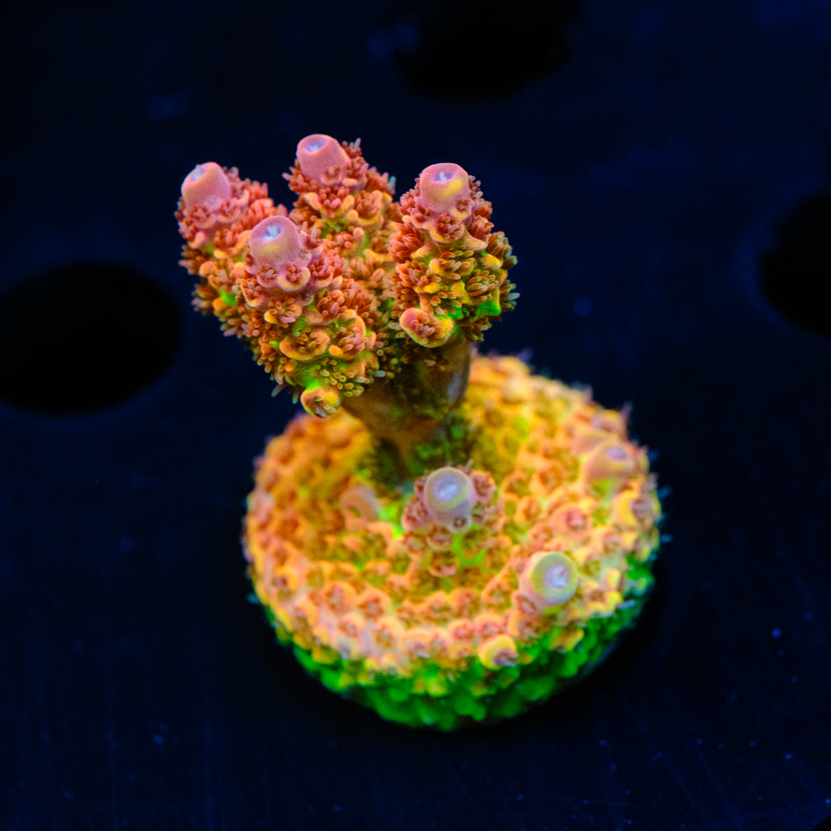 TSA Four Loko Acropora WYSIWYG - N2