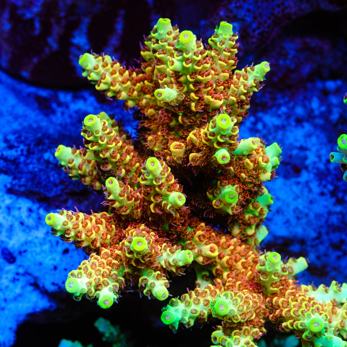 TSA Harvey Wallbanger Acropora