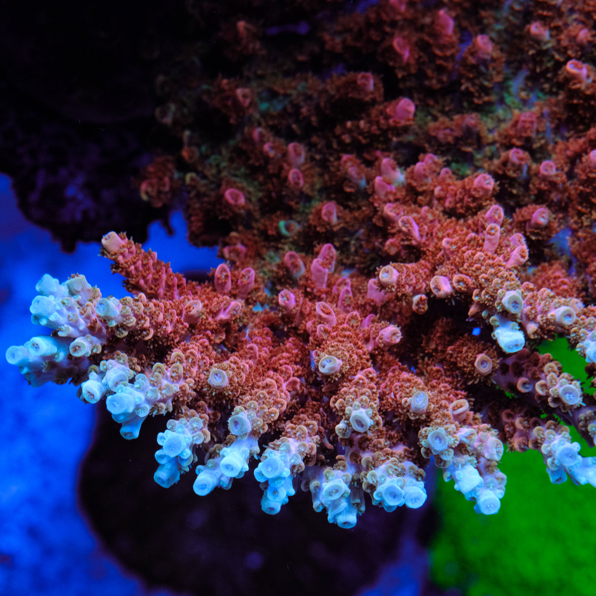 TSA Bill Murray Acropora