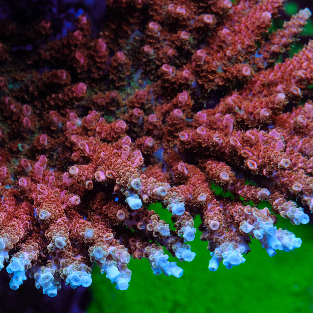 TSA Bill Murray Acropora