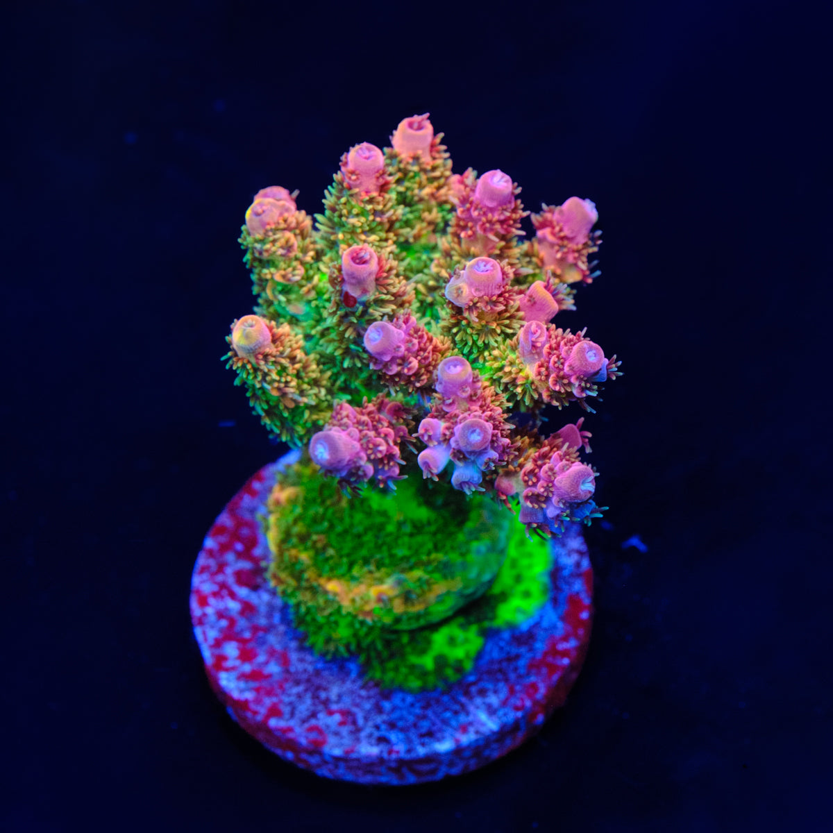 TSA Four Loko Acropora WYSIWYG - K4