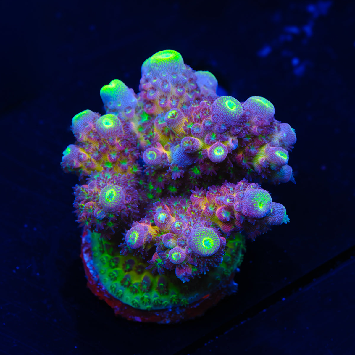 TSA Grimace Acropora WYSIWYG - G4