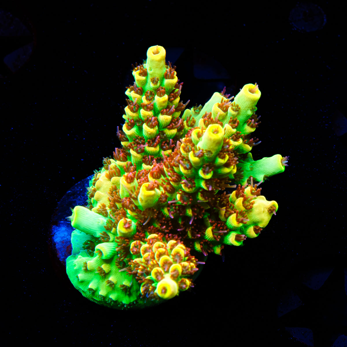 TSA Harvey Wallbanger Acropora WYSIWYG - M6