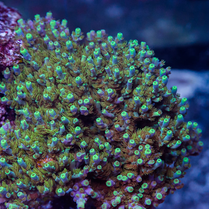Tanzanite Terror Acropora