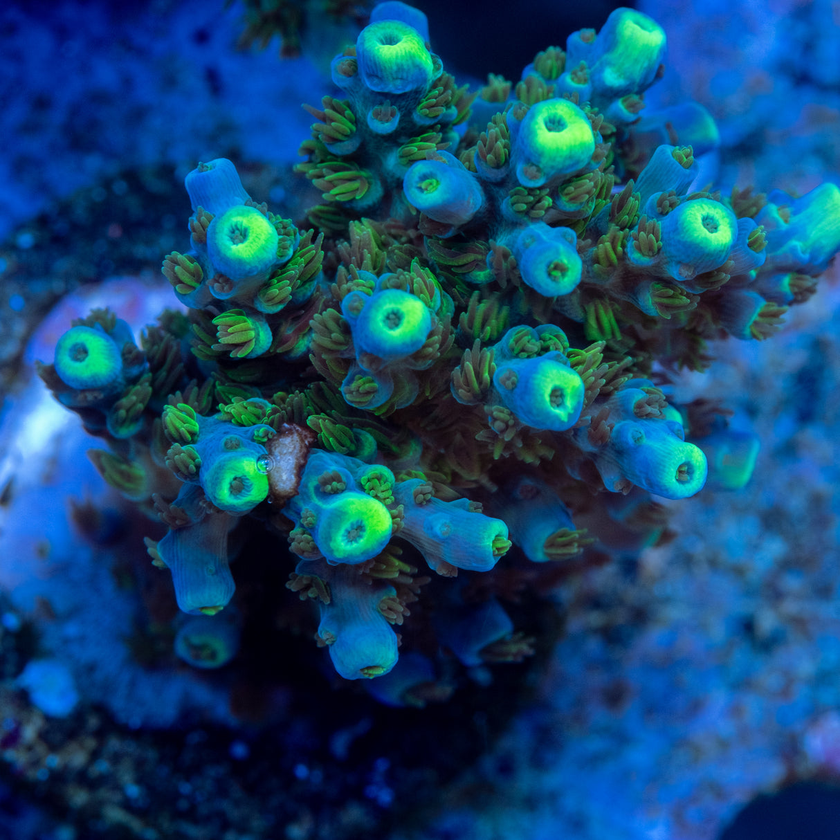 Tanzanite Terror Acropora