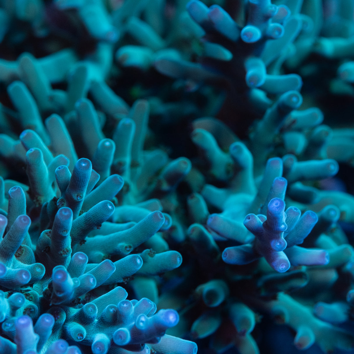 Teal Smooth Skin Acropora Turaki