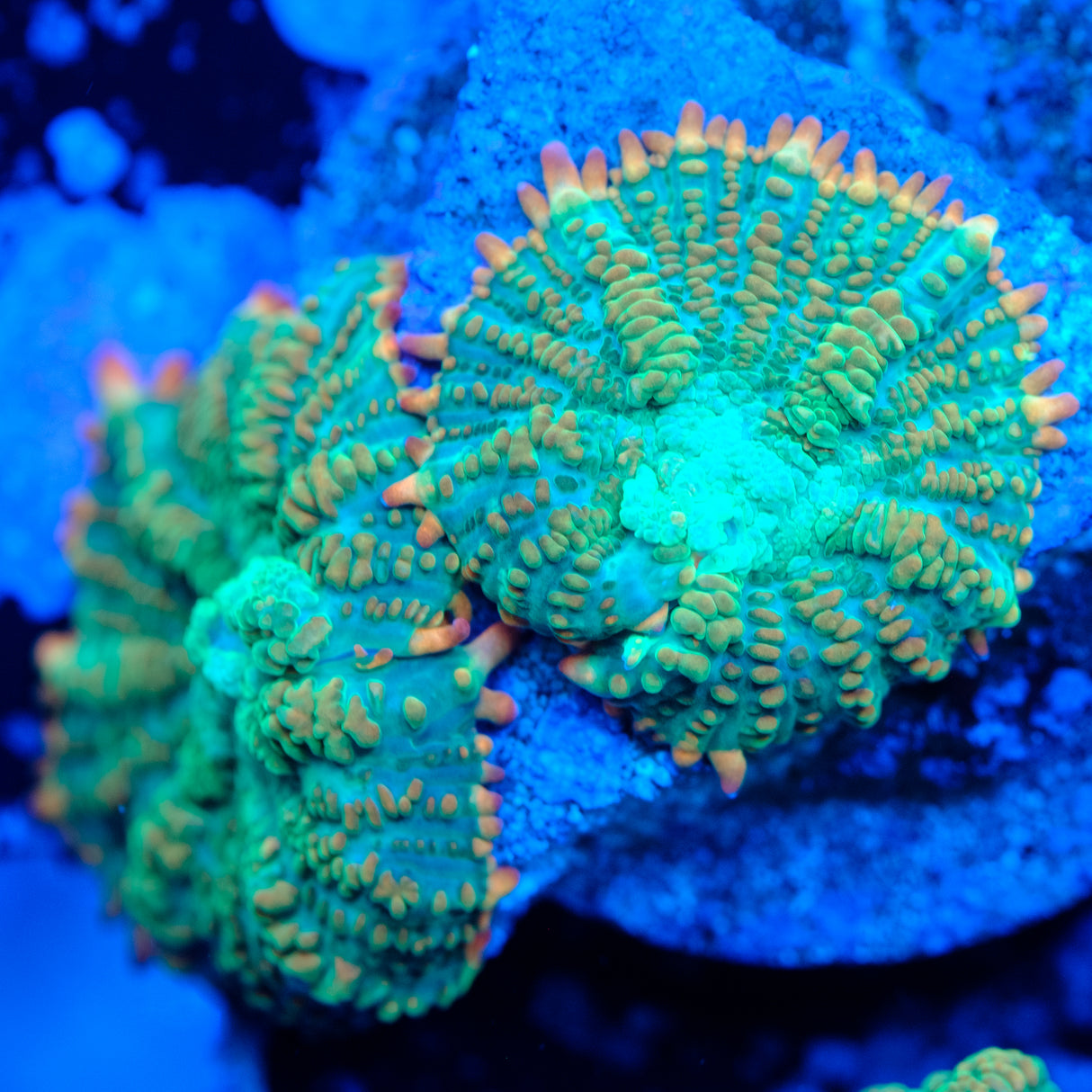 Tequila Sunrise Rhodactis Mushroom