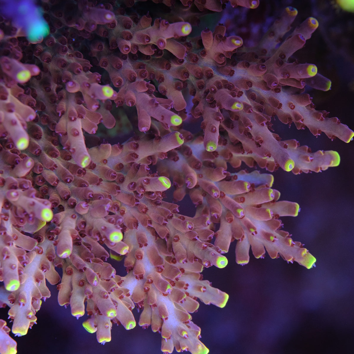 Therman's Hell on Earth Acropora