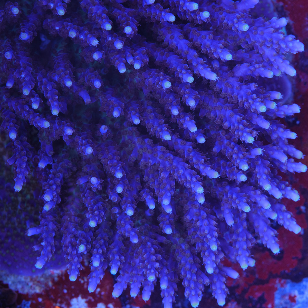 Tricolor Valida Acropora