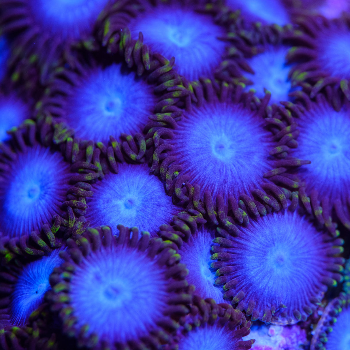 Tubbs Blue Zoanthids