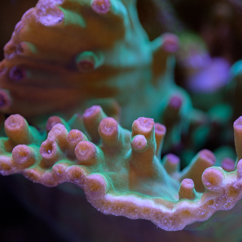 Jake Adams Turbinaria Heronensis