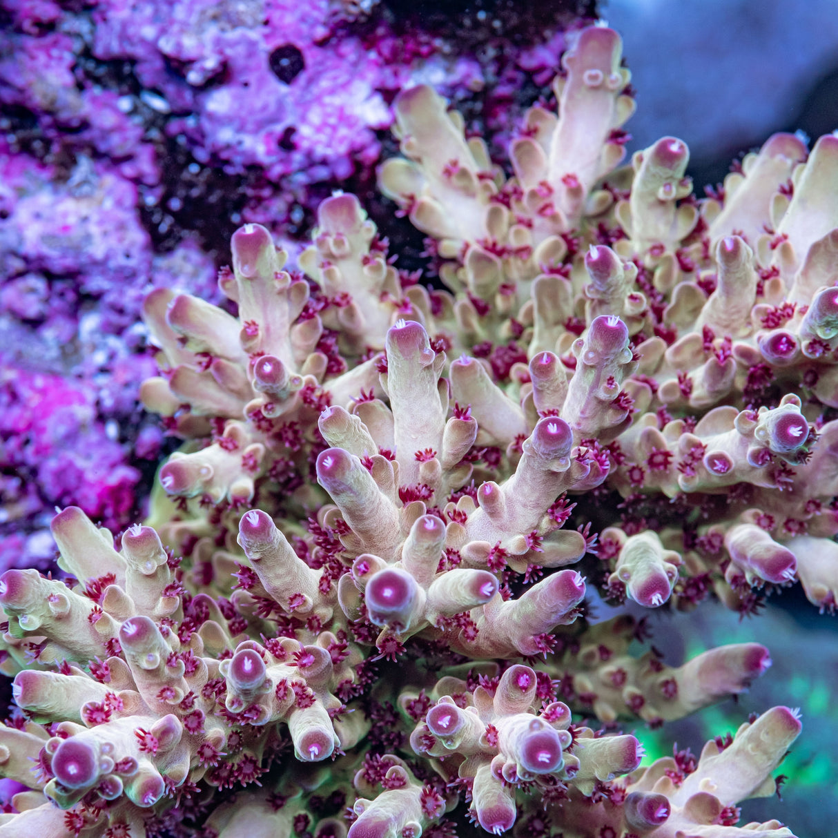 Tusi Rainbow Granulosa