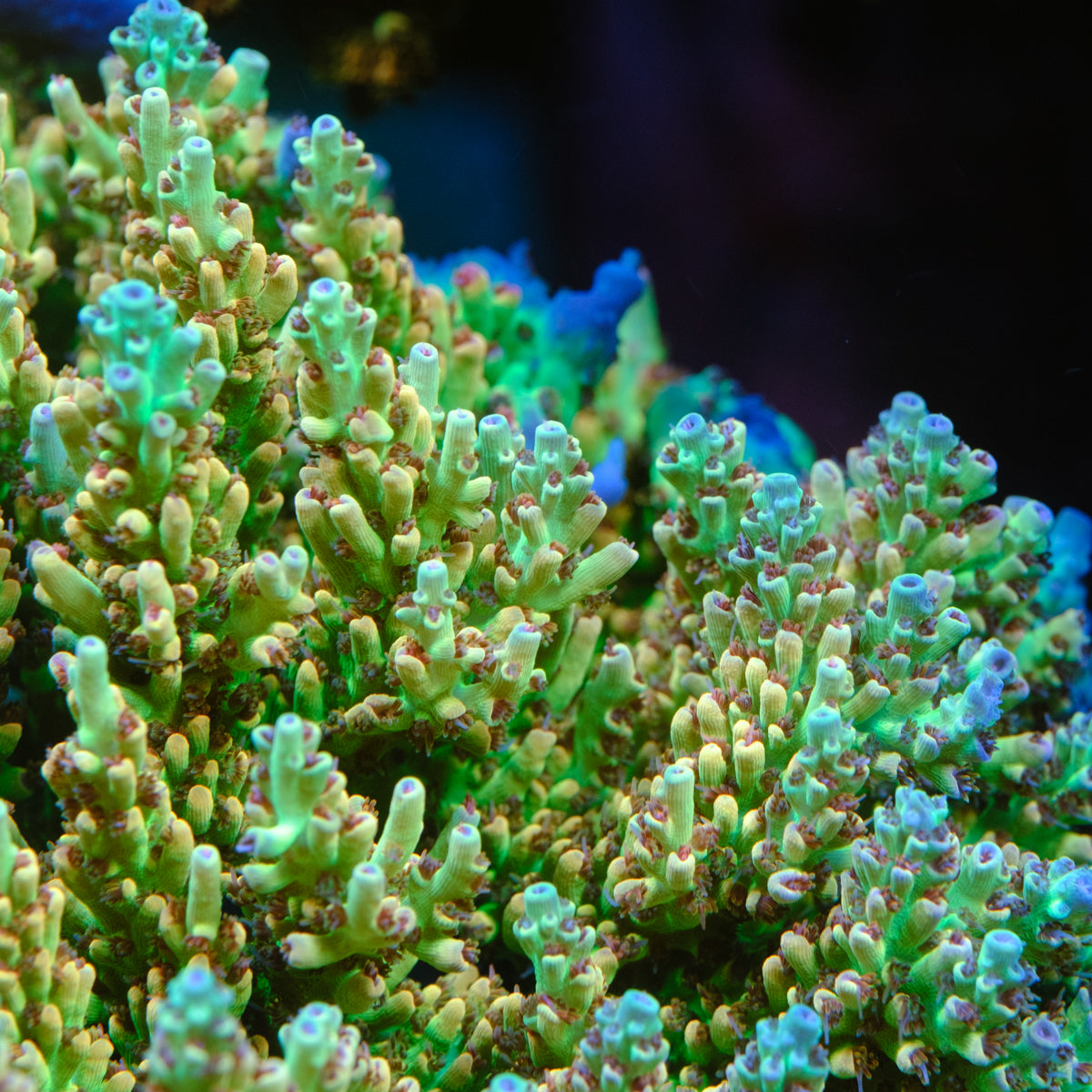 Tusi Limeade Acropora