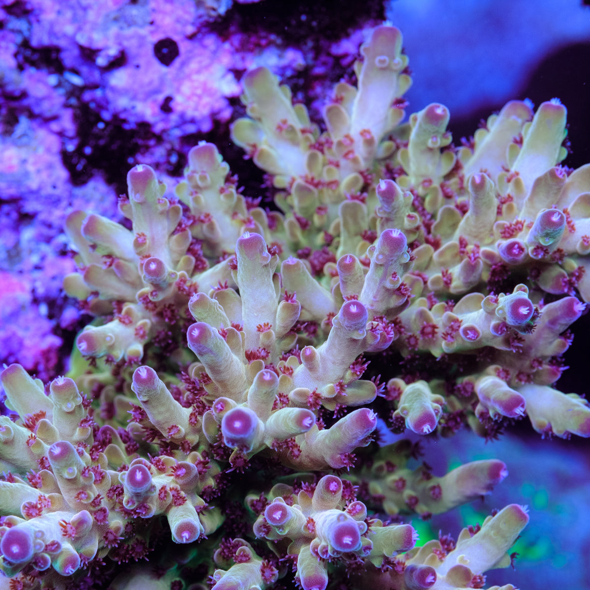 Tusi’s Rainbow Granulosa