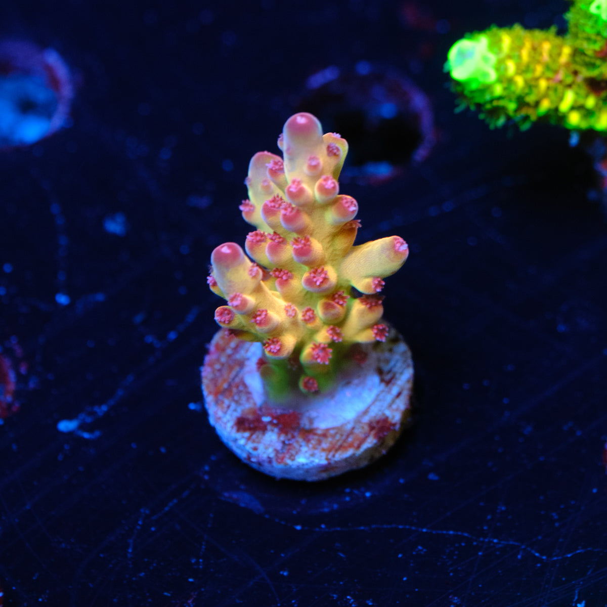 Tusi Rainbow Granulosa Acropora WYSIWYG E4