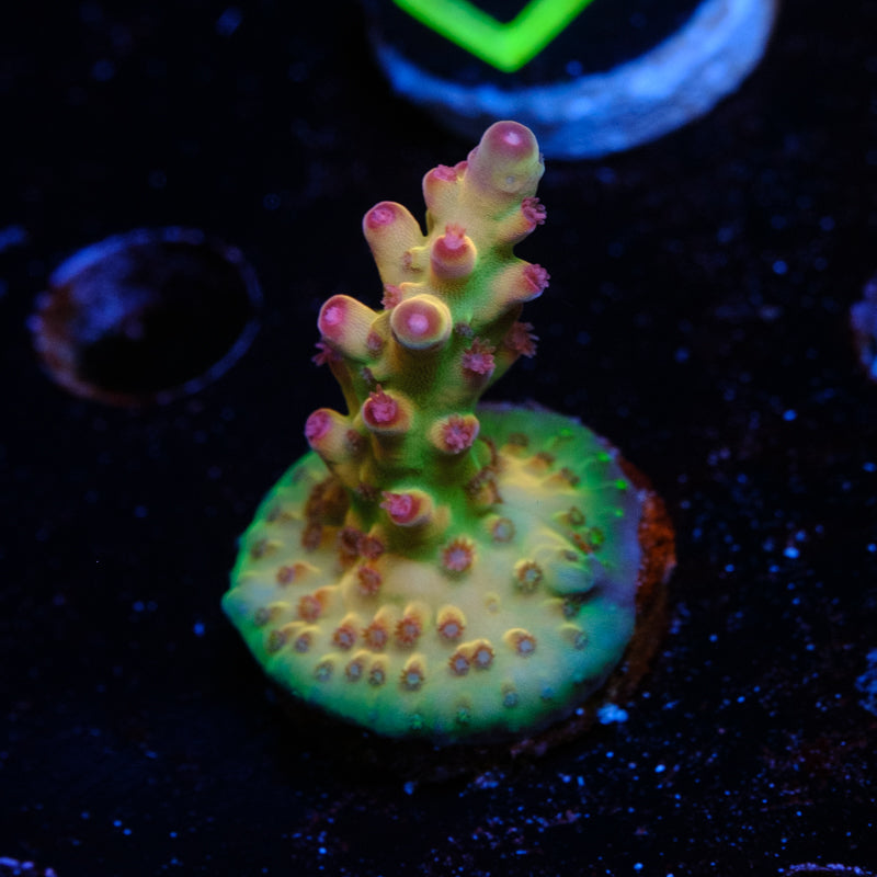 Tusi Rainbow Granulosa Acropora WYSIWYG - P4
