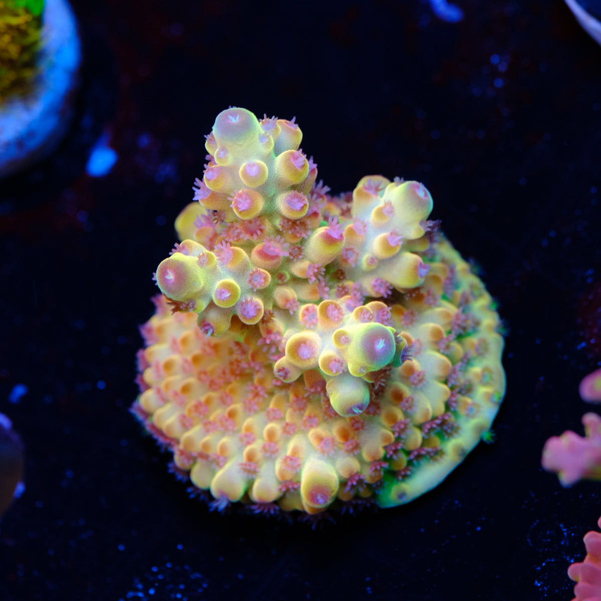 Tusi Rainbow Granulosa Acropora WYSIWYG -T2-4