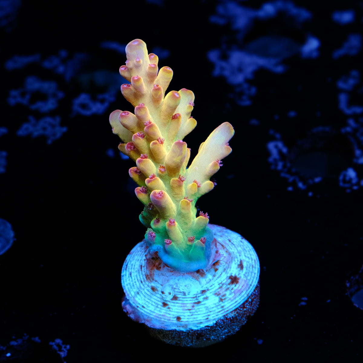 Tusi's Rainbow Granulosa WYSIWYG - B2-4