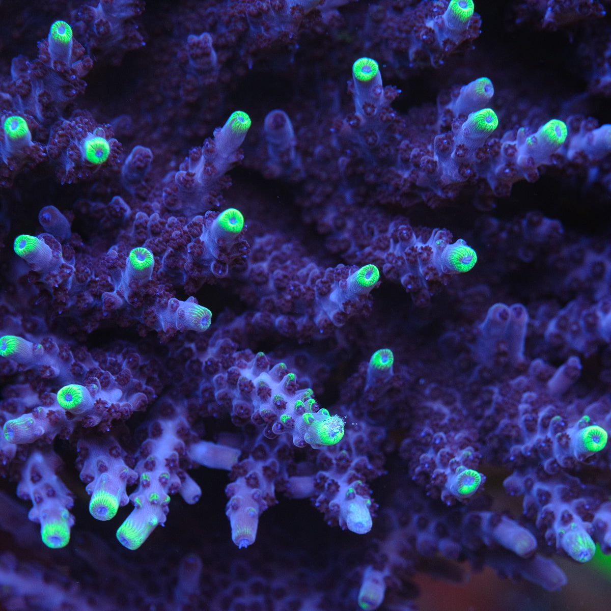 UW Blue Flame Acropora