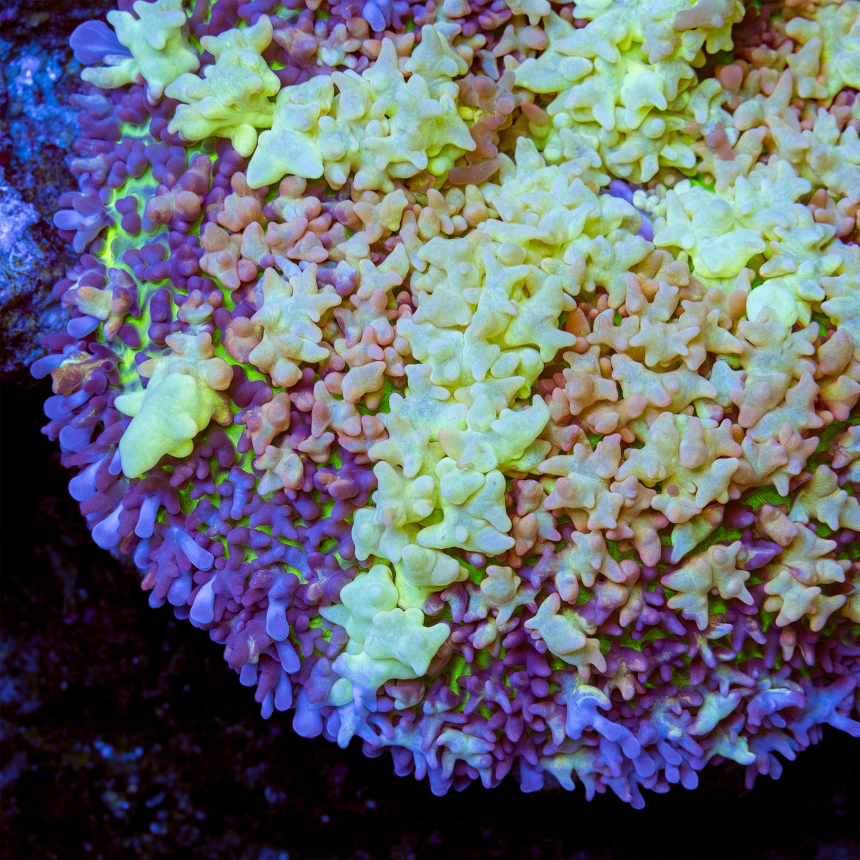 UW Bubble Chub Mushroom Coral