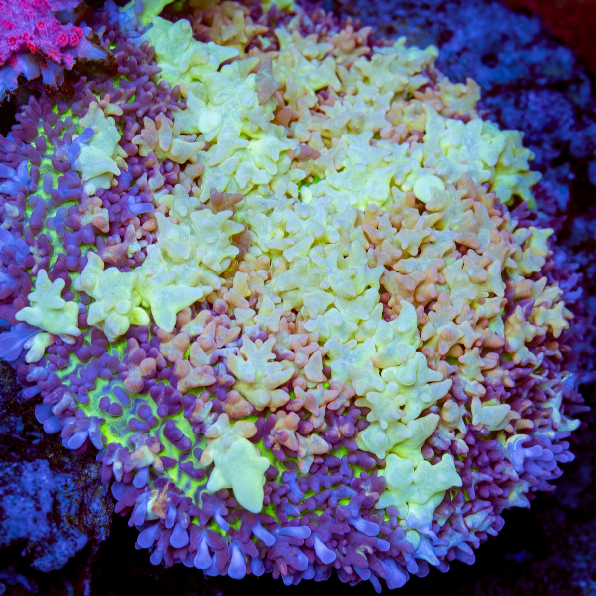 UW Bubble Chub Mushroom Coral