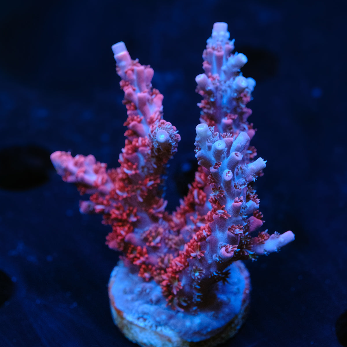 UW Confetti Cannon Acropora WYSIWYG - T2