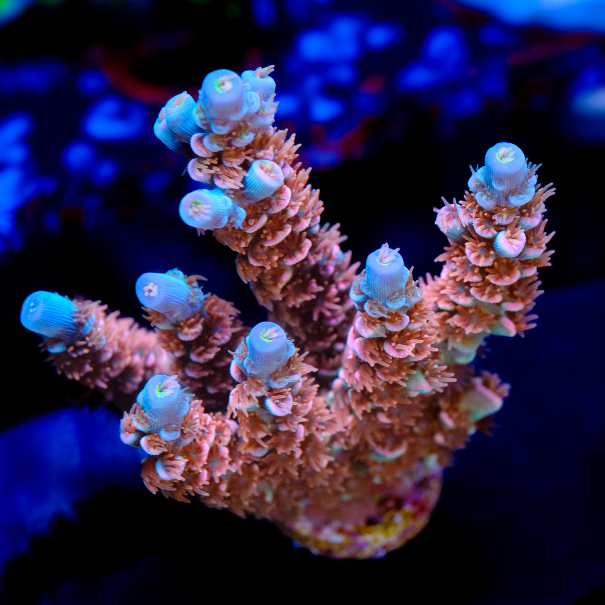 UW Fire Dancer Acropora WYSIWYG - U1