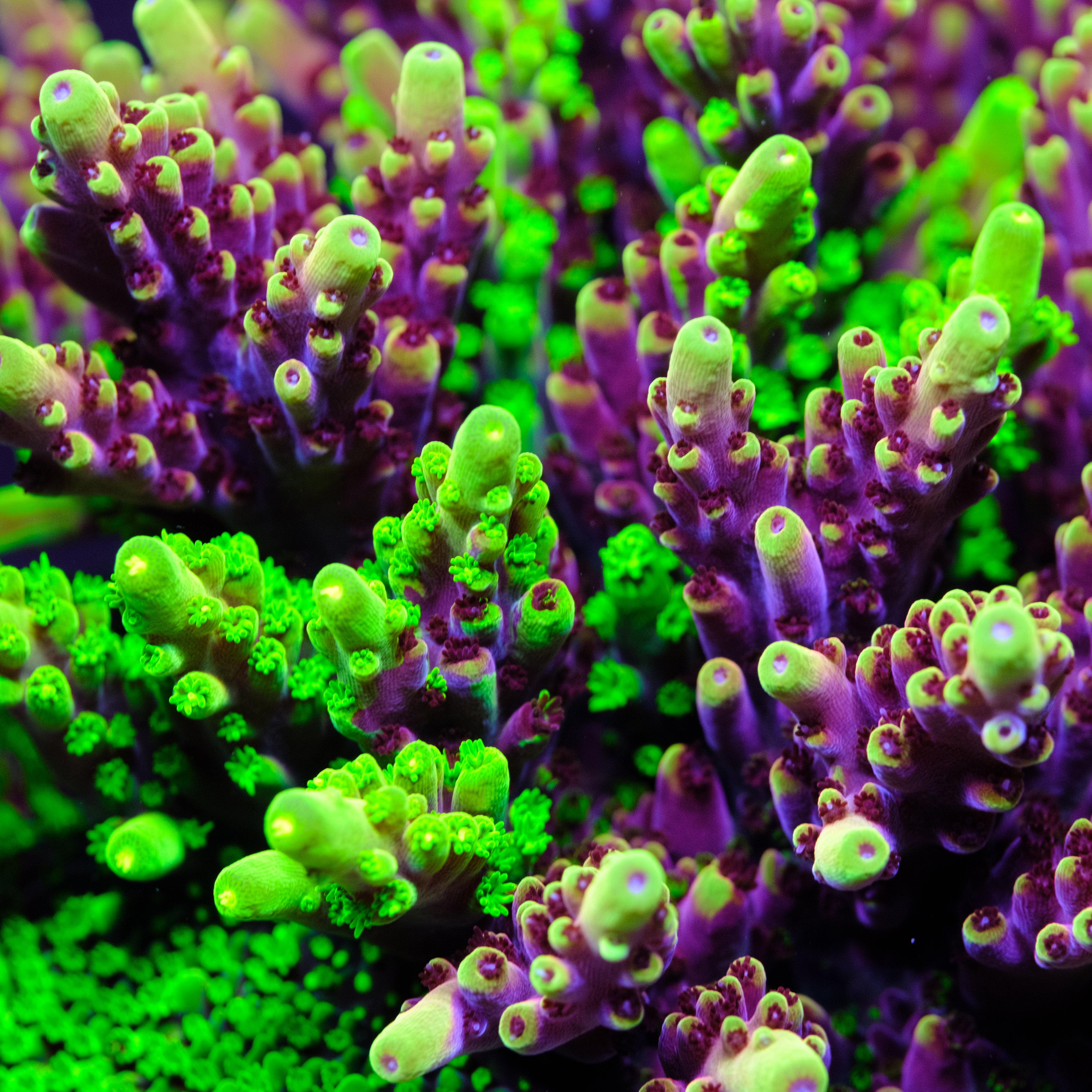 UW Spliced Fox Flame Acropora – Underwater Wonders