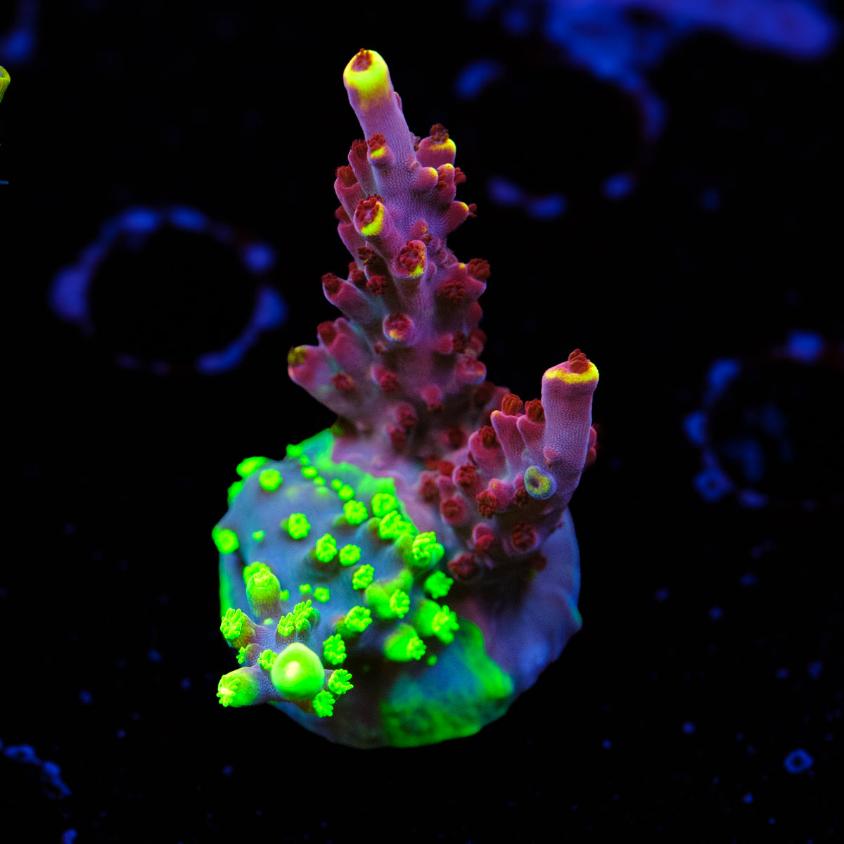 UW Grafted Fox Flame Splice Acropora WYSIWYG - U2