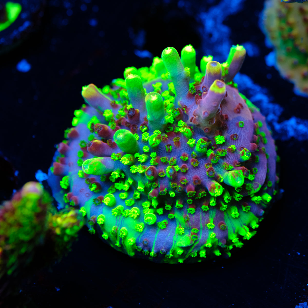 UW Fox Flame Splice Acropora WYSIWYG - K4