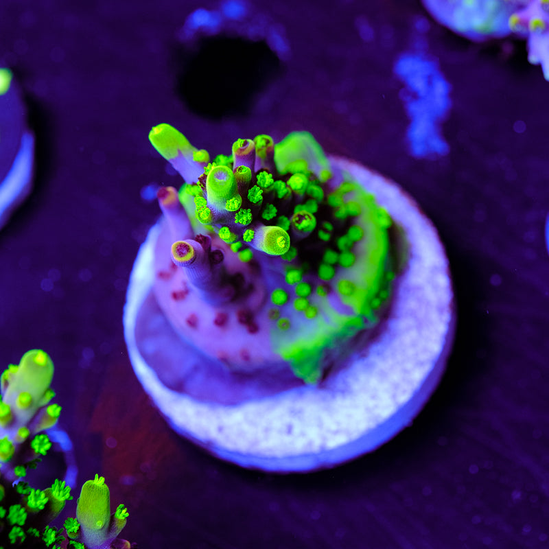 UW Fox Splice Acropora WYSIWYG - U4