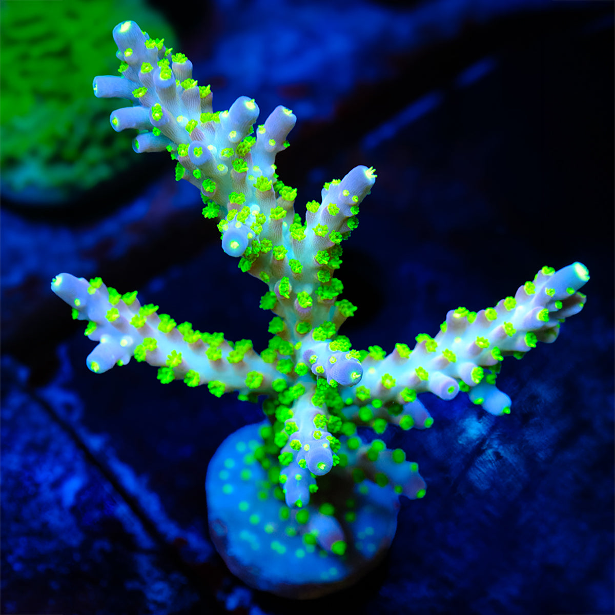 UW Ghost Bonsai Acropora WYSIWYG - O1