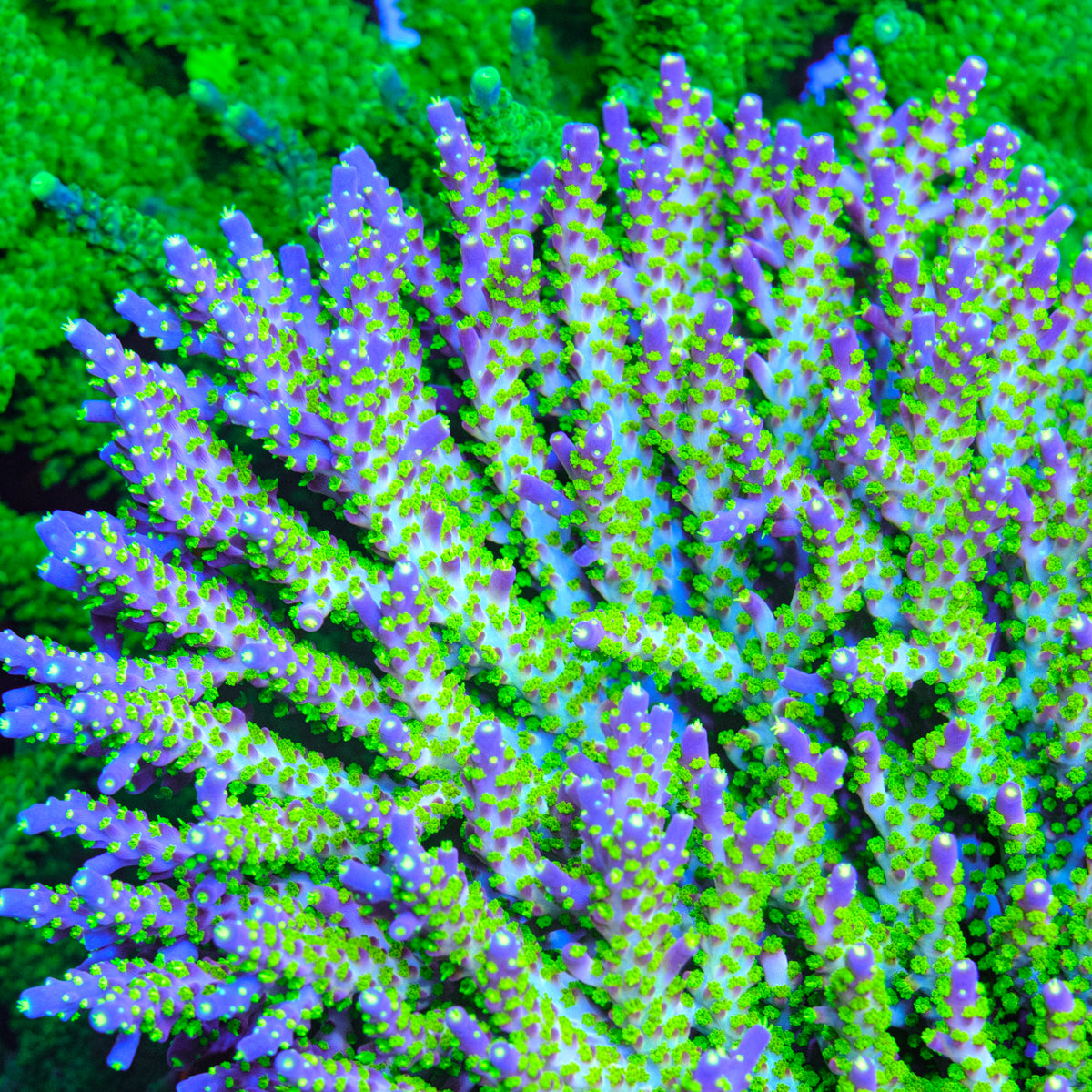 UW Ghost Bonsai Acropora