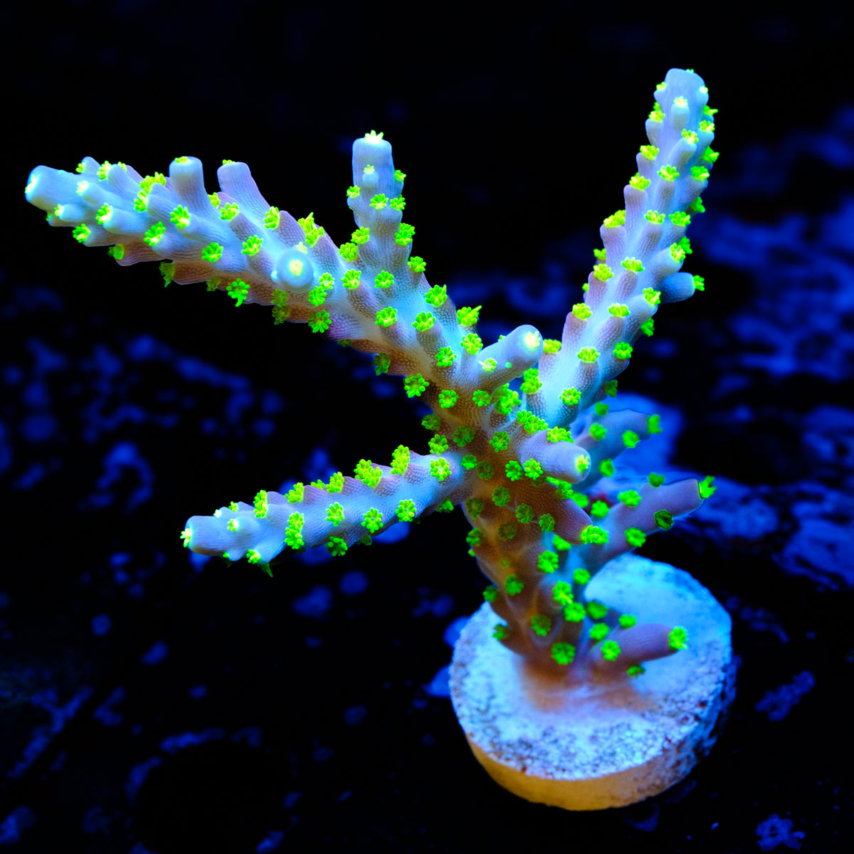 UW Ghost Bonsai Acropora WYSIWYG - O1