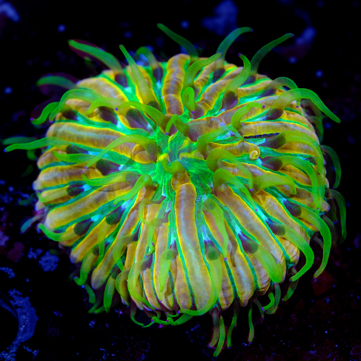 UW Glitter Chub Plate Coral WYSIWYG -D5
