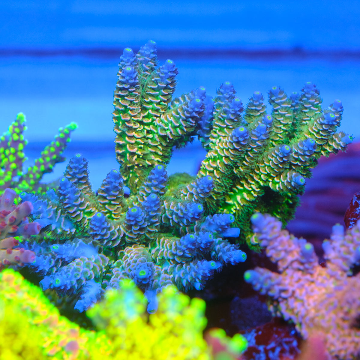 UW Hocus Pocus Acropora Tenuis
