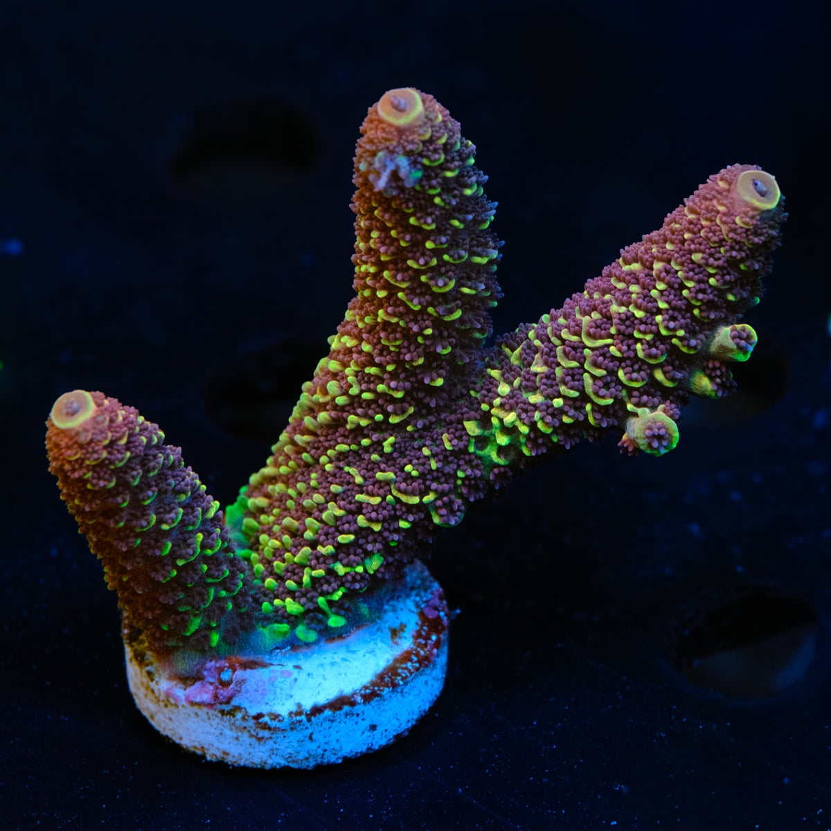 UW Late Night Spathulata WYSIWYG - F2