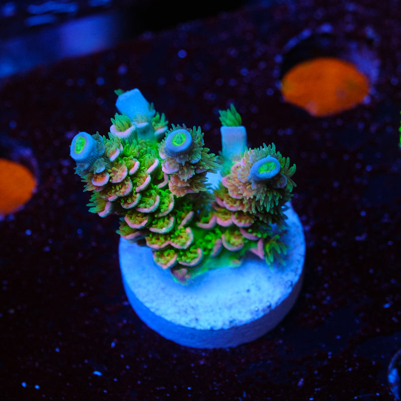 UW Not Lasermelon Acropora WYSIWYG - B4