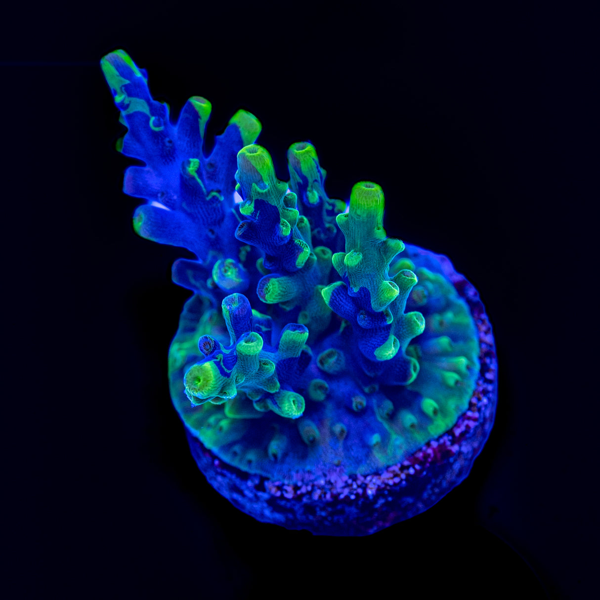 UW Oompa Loompa Splice Acropora