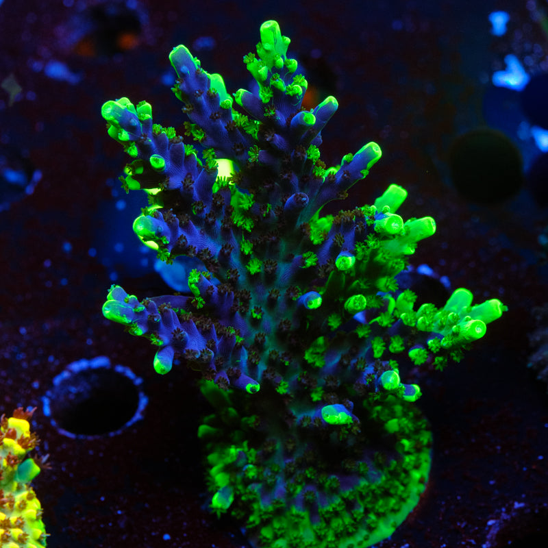 UW Oompa Loompa Splice Acropora WYSIWYG -R4