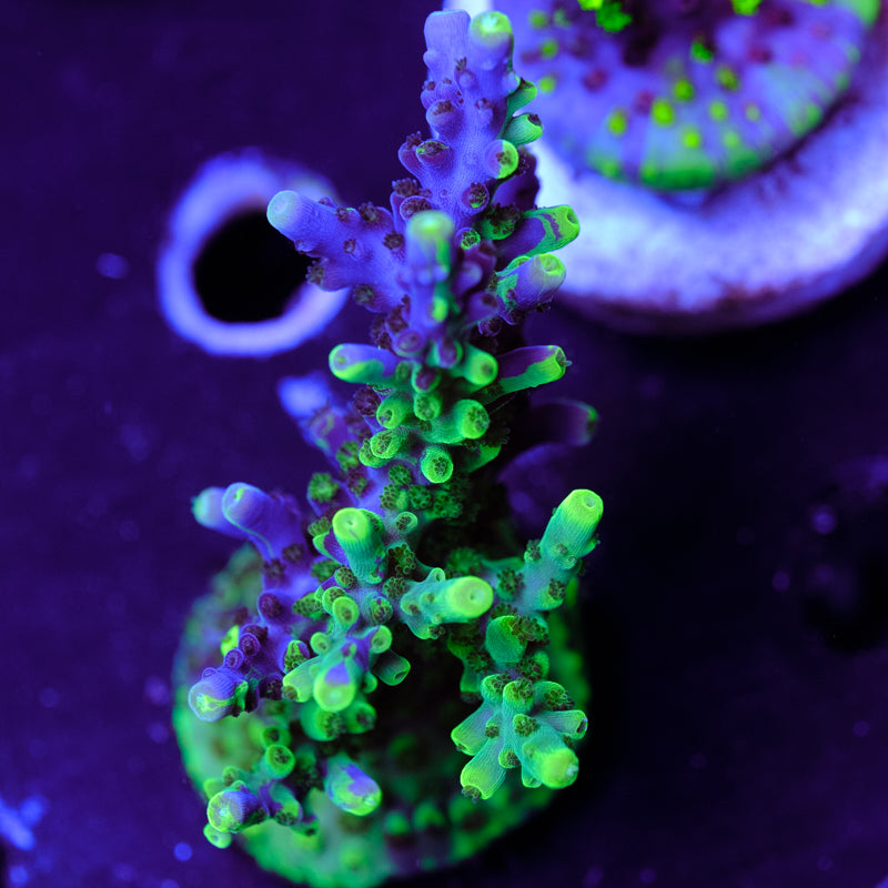 UW Oompa Loompa Splice Acropora WYSIWYG - S4