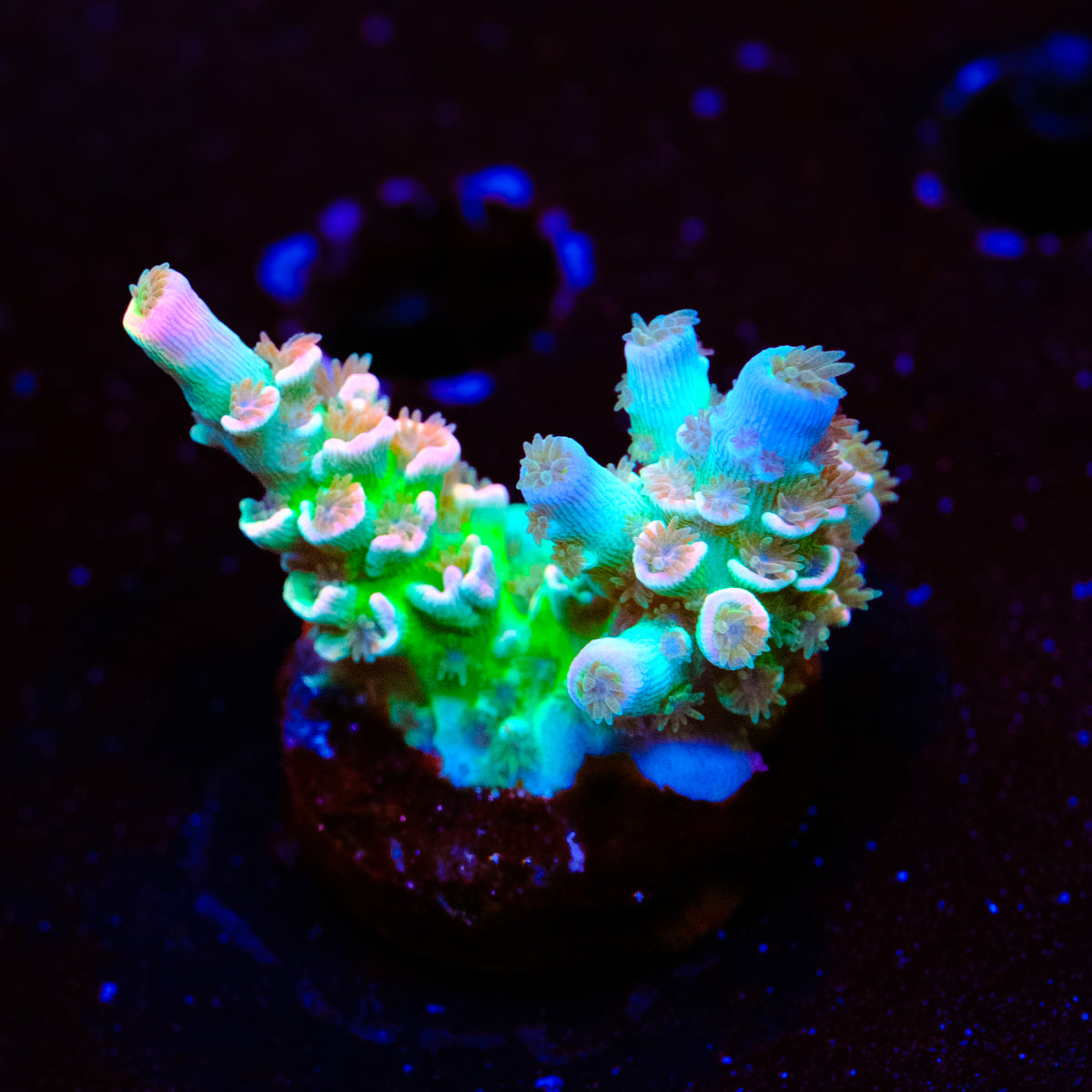 UW Pink Whitney Acropora WYSIWYG - M2