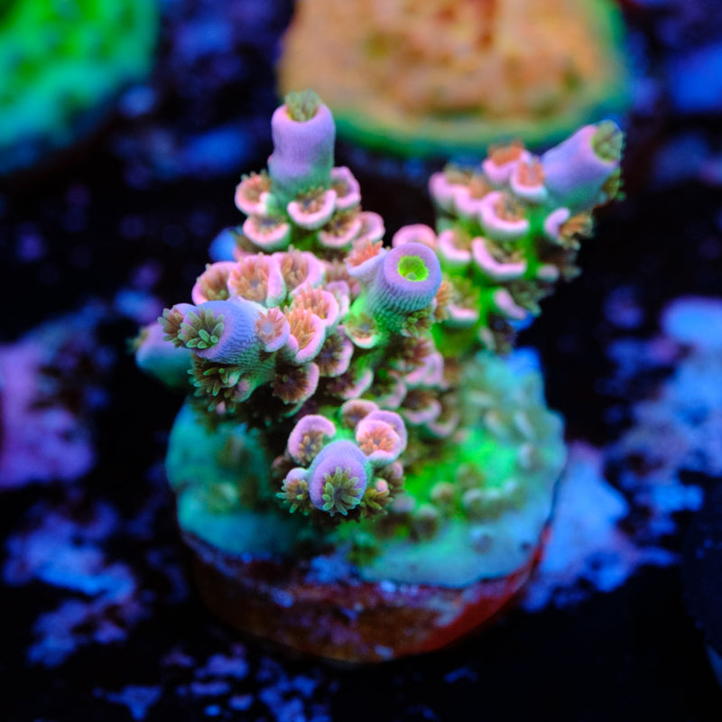 UW Pink Whitney Acropora WYSIWYG - N2